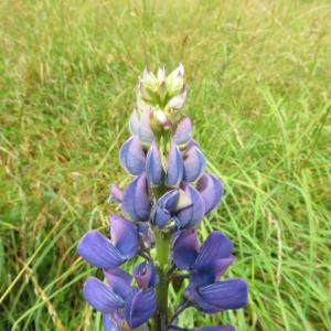 Photographie n°2432044 du taxon Lupinus polyphyllus Lindl.