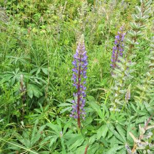 Photographie n°2432047 du taxon Lupinus polyphyllus Lindl.