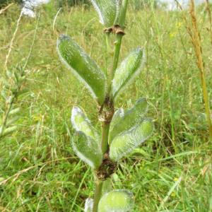 Photographie n°2432054 du taxon Lupinus polyphyllus Lindl.