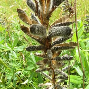 Photographie n°2432055 du taxon Lupinus polyphyllus Lindl.