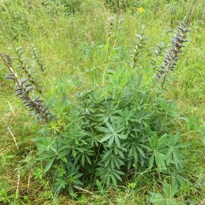 Photographie n°2432059 du taxon Lupinus polyphyllus Lindl.