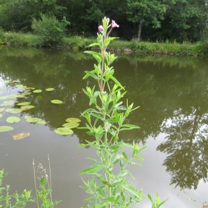 Photographie n°2432076 du taxon Epilobium hirsutum L.