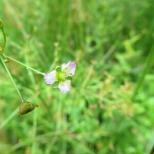 Photographie n°2432079 du taxon Alisma plantago-aquatica L.