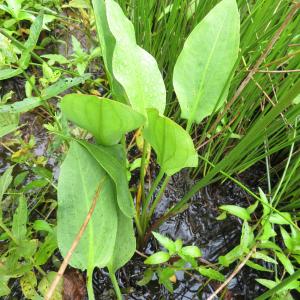 Photographie n°2432092 du taxon Alisma plantago-aquatica L.