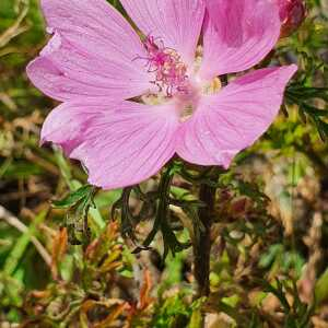 Photographie n°2432119 du taxon Malva moschata L.