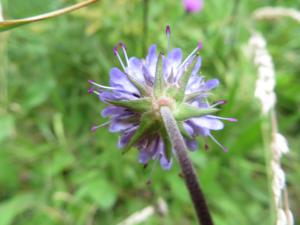 Pauline Guillaumeau, le 17 juin 2020 (Saint-Grégoire)
