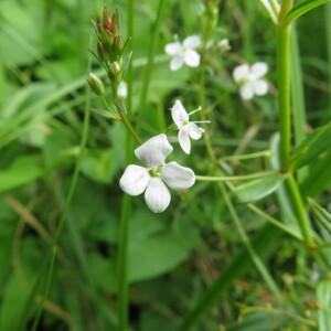 Photographie n°2432139 du taxon Veronica scutellata L.