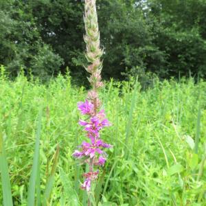 Photographie n°2432142 du taxon Lythrum salicaria L.