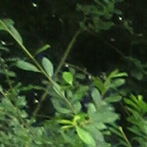 Photographie n°2432143 du taxon Lythrum salicaria L.