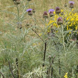 Photographie n°2432215 du taxon Cynara cardunculus L. [1753]