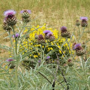 Photographie n°2432220 du taxon Cynara cardunculus L. [1753]