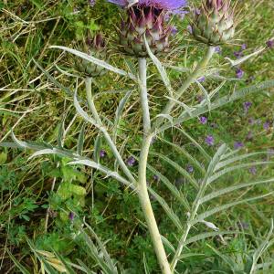 Photographie n°2432222 du taxon Cynara cardunculus L. [1753]