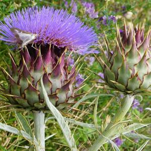 Photographie n°2432223 du taxon Cynara cardunculus L. [1753]