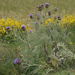 Photographie n°2432224 du taxon Cynara cardunculus L. [1753]