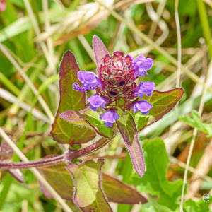 Photographie n°2432228 du taxon Prunella vulgaris L. [1753]