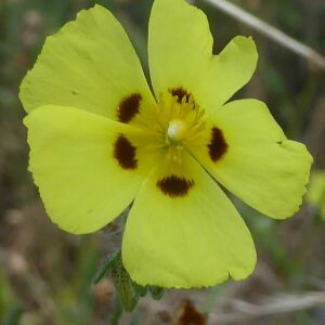 Photographie n°2432230 du taxon Tuberaria guttata (L.) Fourr. [1868]