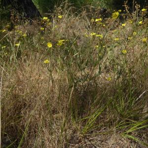 Photographie n°2432232 du taxon Tuberaria guttata (L.) Fourr. [1868]