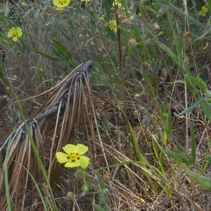 Photographie n°2432235 du taxon Tuberaria guttata (L.) Fourr. [1868]