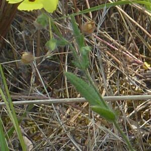 Photographie n°2432236 du taxon Tuberaria guttata (L.) Fourr. [1868]
