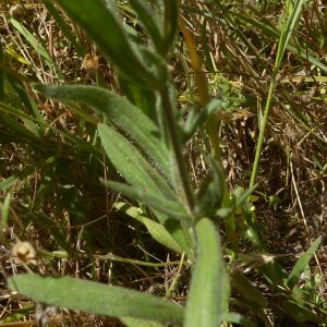 Photographie n°2432237 du taxon Tuberaria guttata (L.) Fourr. [1868]