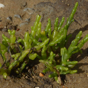 Photographie n°2432247 du taxon Salicornia europaea L. [1753]