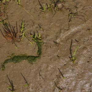 Photographie n°2432250 du taxon Salicornia europaea L. [1753]