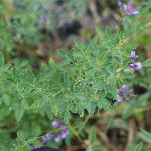 Photographie n°2432312 du taxon Aspalthium bituminosum (L.) Fourr. [1868]