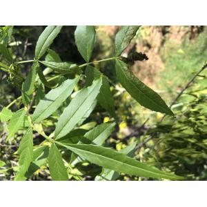 Fraxinus angustifolia Vahl subsp. angustifolia (Frêne à feuilles étroites)