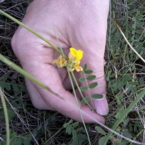 Photographie n°2432347 du taxon Hippocrepis comosa L.