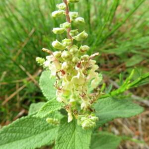 Photographie n°2432389 du taxon Teucrium scorodonia L.