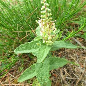  - Teucrium scorodonia L. [1753]