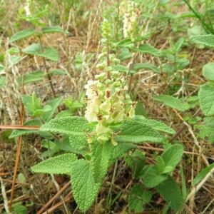 Photographie n°2432392 du taxon Teucrium scorodonia L.