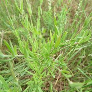 Photographie n°2432397 du taxon Linaria repens (L.) Mill.