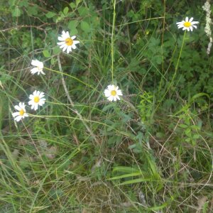 Photographie n°2432446 du taxon Leucanthemum vulgare Lam. [1779]