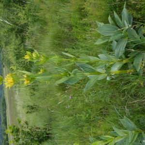 Photographie n°2432487 du taxon Gentiana lutea L.