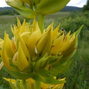 Photographie n°2432488 du taxon Gentiana lutea L.