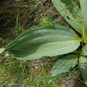 Photographie n°2432489 du taxon Gentiana lutea L.