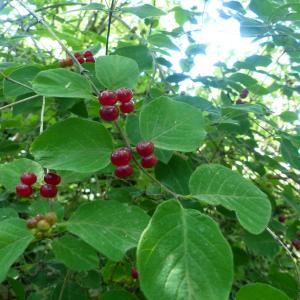 Photographie n°2432531 du taxon Lonicera xylosteum L. [1753]