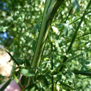 Photographie n°2432537 du taxon Cytisus scoparius (L.) Link [1822]