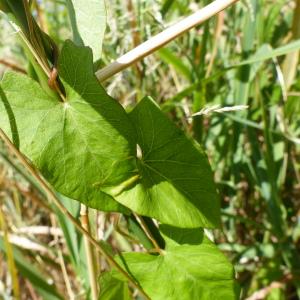 Photographie n°2432540 du taxon Convolvulus sepium L.