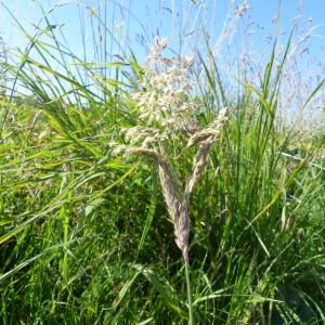 Photographie n°2432559 du taxon Holcus lanatus L. [1753]