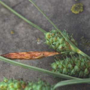 Photographie n°2432588 du taxon Carex extensa Gooden.