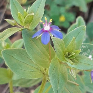 Photographie n°2432629 du taxon Lysimachia arvensis (L.) U.Manns & Anderb.