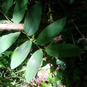 Photographie n°2432680 du taxon Polygonatum multiflorum (L.) All. [1785]