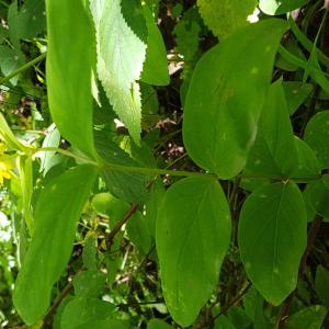 Photographie n°2432686 du taxon Hypericum androsaemum L. [1753]