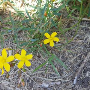 Photographie n°2432687 du taxon Hypericum perforatum L. [1753]