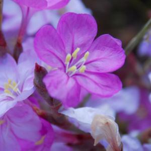 Photographie n°2432823 du taxon Limoniastrum monopetalum (L.) Boiss.