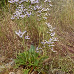 Photographie n°2432831 du taxon Limonium cuspidatum (Delort) Erben