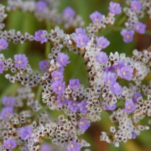 Photographie n°2432835 du taxon Limonium cuspidatum (Delort) Erben