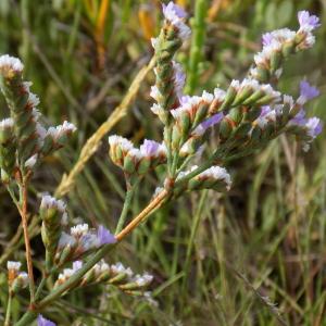  - Limonium cuspidatum (Delort) Erben [1978]